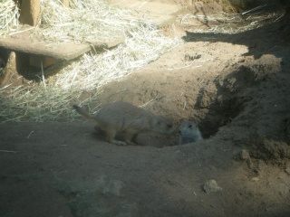 chien de prairie du zoo Dscf1913