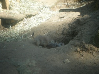 chien de prairie du zoo Dscf1916