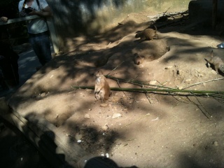 chien de prairie du zoo Img_0019