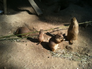 chien de prairie du zoo Img_0021