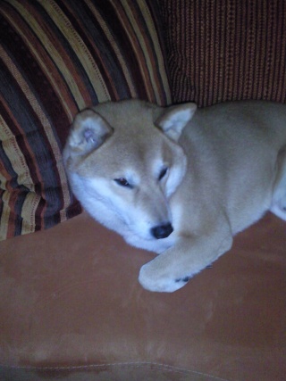 je vous présente Umbro le chien de ma soeur Photo217