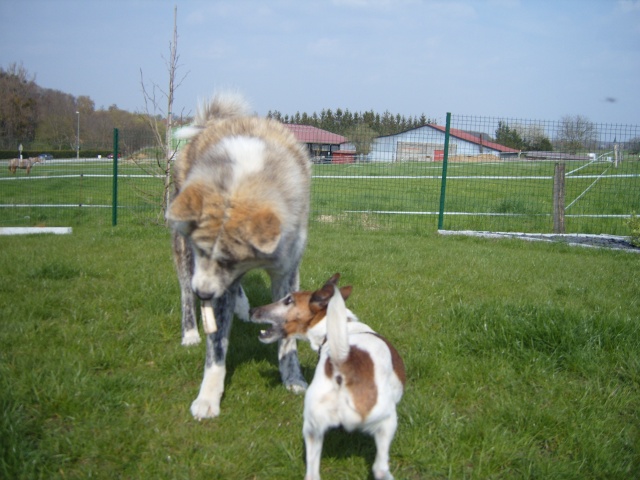 Akita inu mon amour... et un peu Pépite aussi... - Page 2 S1033116