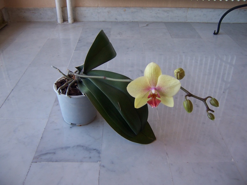 Phalaenopsis hybride jaune 100_2210