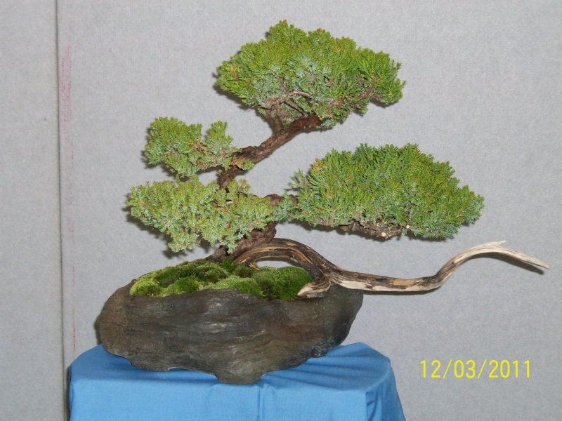 MONDO BONSAI 11/12 MARZO 2011 Gonzag18