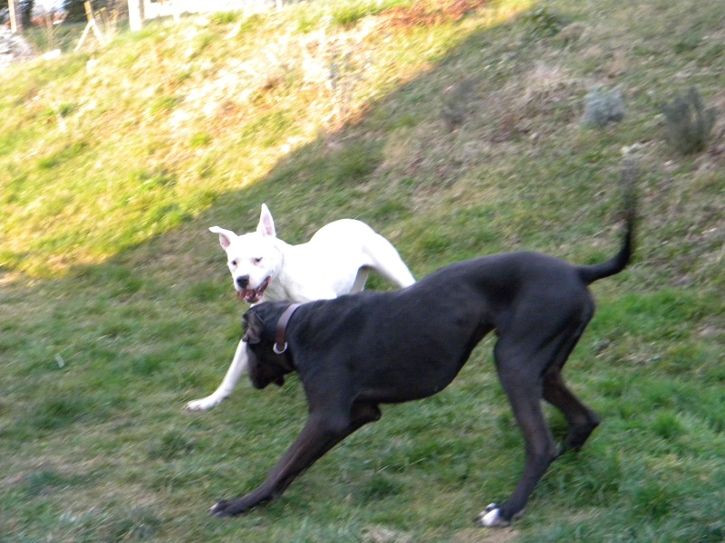 adoption dogue allemand se concrétise Dscn4030