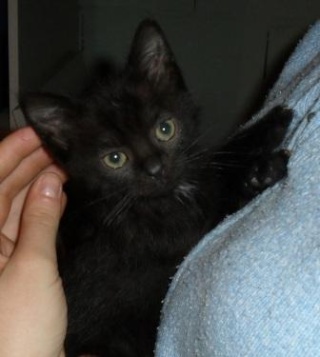 Bob, chaton noir mâle, né fin mars 2010 Bob_1_11