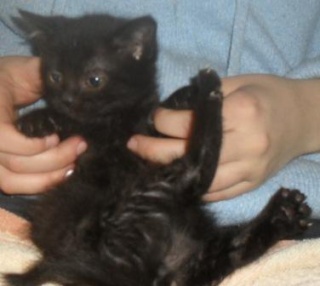 Bob, chaton noir mâle, né fin mars 2010 Bob_2_10
