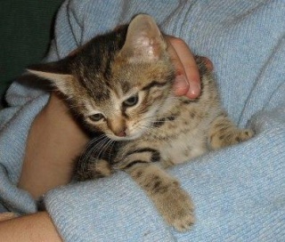charlie, chatonne tigrée femelle, née fin mars 2010 Charli10