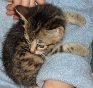 charlie, chatonne tigrée femelle, née fin mars 2010 Charli12