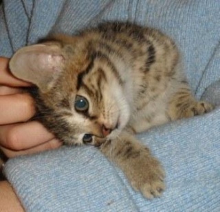 charlie, chatonne tigrée femelle, née fin mars 2010 Charli13