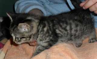 Cloé, chaton tigré femelle, née fin mars 2010 Cloe_110