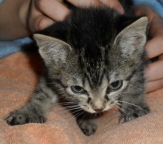 Cloé, chaton tigré femelle, née fin mars 2010 Cloe_210