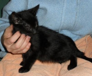 Ray, chaton noir mâle né fin mars 2010 Ray_1_11