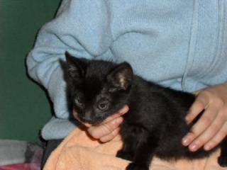 Ray, chaton noir mâle né fin mars 2010 Ray_2_10