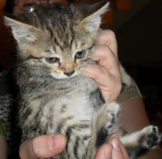 Victoria, chaton femelle tigrée, née fin mars 2010 Victor12