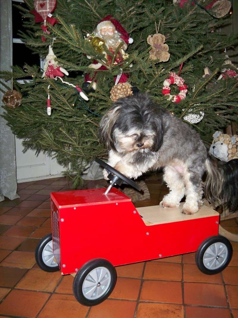 Caline, Lhassa apso femelle de 10 mois - Page 5 100_0611