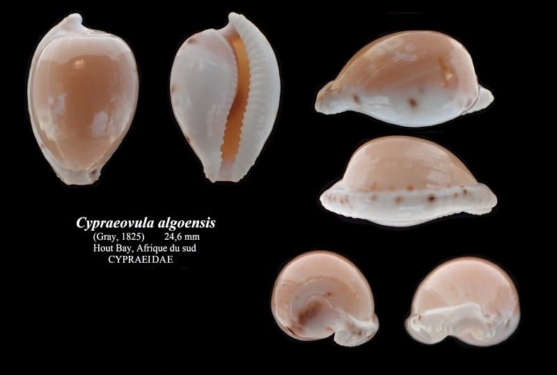 Cypraeovula algoensis algoensis (Gray, 1825) Cyprae10