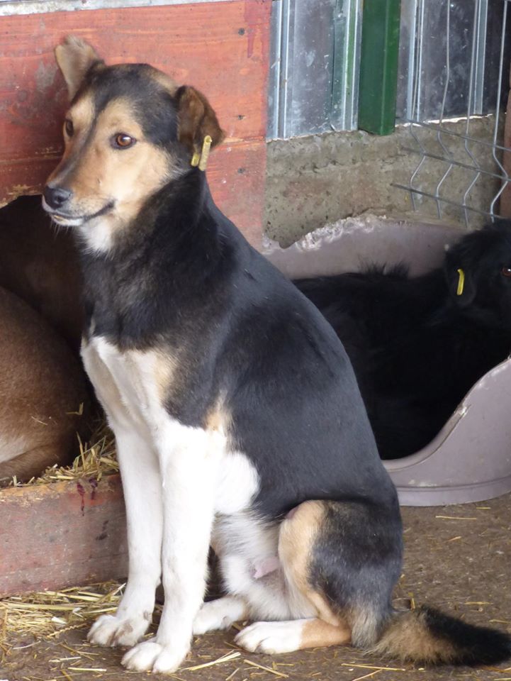 FUEGO, jeune mâle, croisé, taille moyenne né env 2012 (Pascani) - adopté par Monique (Belgique) 10557710