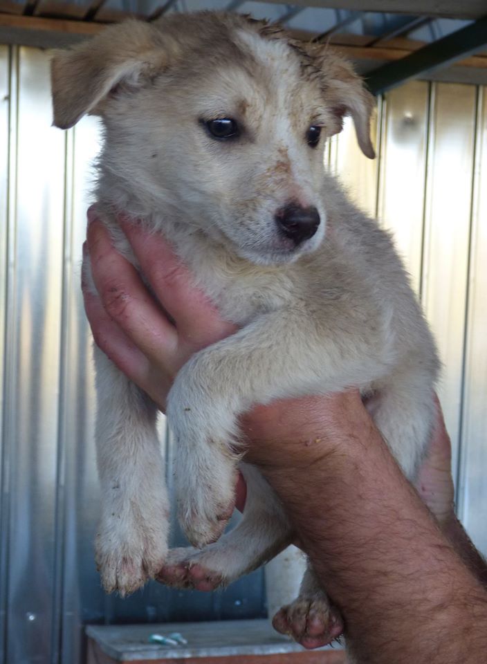 cheyenne - CHEYENNE, mâle, né en septembre 2015 - REMEMBER ME LAND - Adopté par INGE (BELGIQUE) 12186710