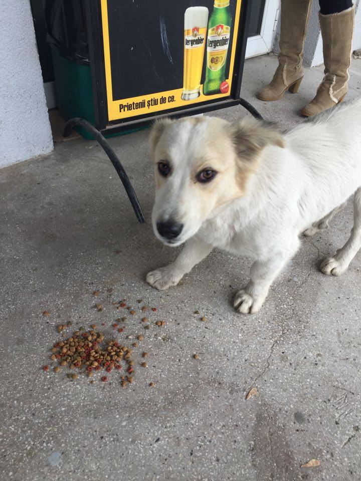 chance - CHANCE, mâle petite taille (10/12 kg)- PASCANI- REMEMBER ME LAND - adopté par Anne-Sophie (Belgique) 12248711