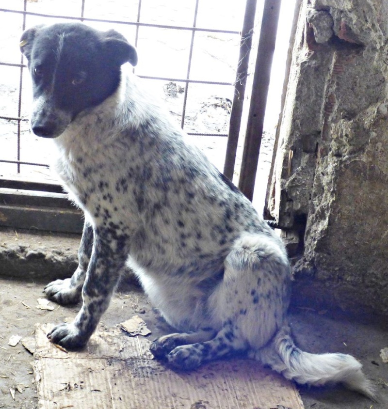 shanta - SHANA (ex SHANTA) - jeune femelle croisée, taille moyenne, née en 2014 - (Pascani) - REMEMBER ME LAND - Adoptée par VIRGINIE (68) 12273612