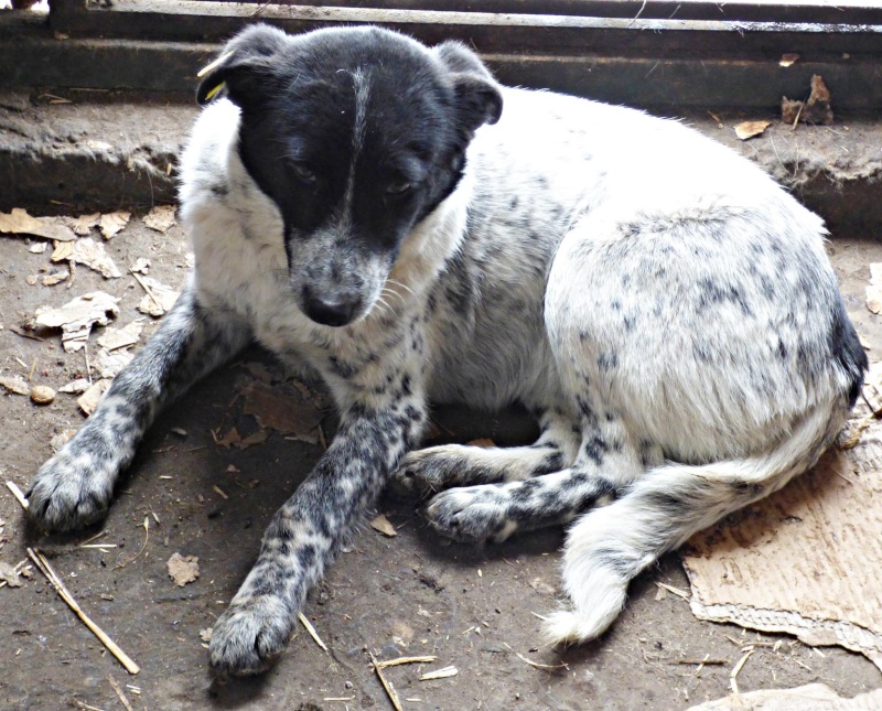 SHANA (ex SHANTA) - jeune femelle croisée, taille moyenne, née en 2014 - (Pascani) - REMEMBER ME LAND - Adoptée par VIRGINIE  (68) 12291711