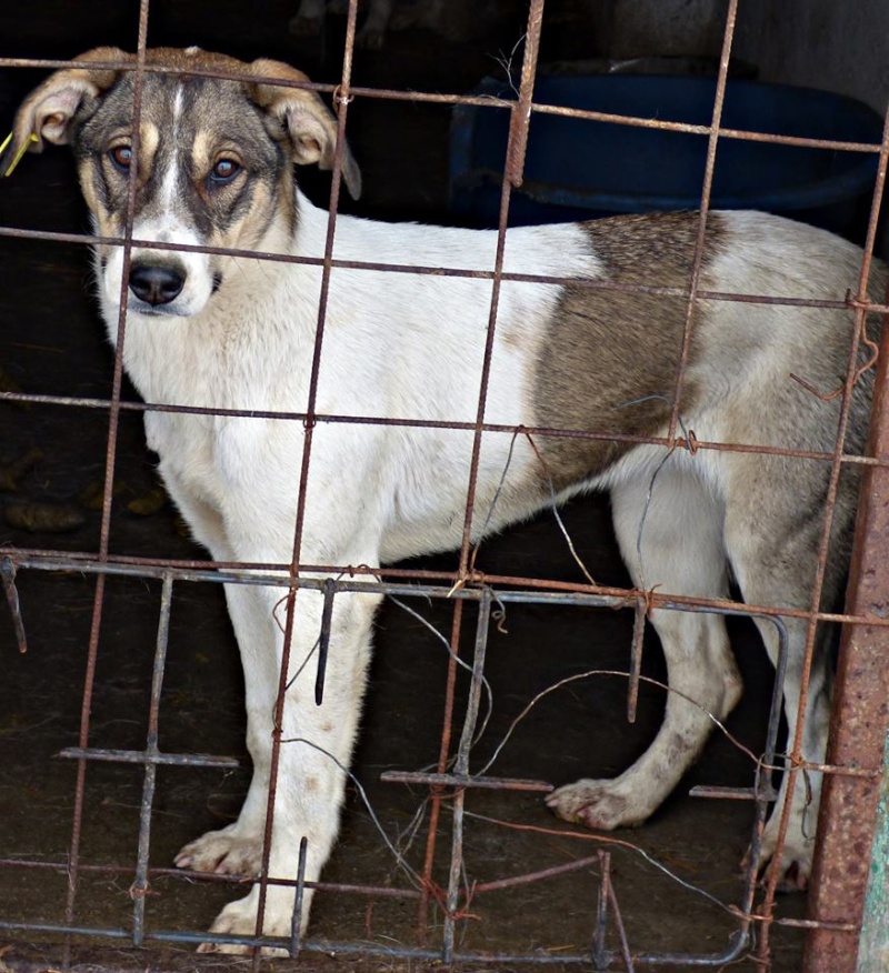 nicky - NICKY- femelle -croisée- taille moyenne née env 2015 (PASCANI) - Adoptée par Michèle (dpt67) 12316511