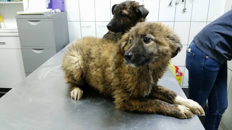 VANDA, chiot femelle, née vers 09/15, refuge de Alina et Anda - adoptée par Isabelle (57) 12334410