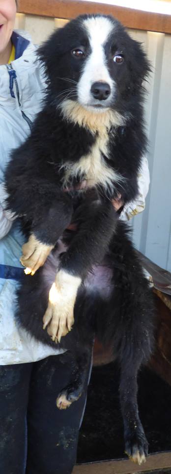 OREO - mâle croisé border blessé né env mai 2015 - adopté par sixtine84 (84) 12373210