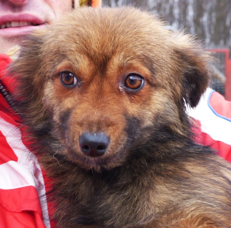 LADY, femelle croisée, petite taille (Pascani)- REMEMBER ME LAND- Adoptée par Emilie (Belgique) 12439510