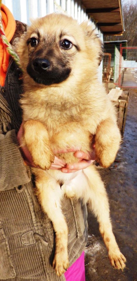 LASKO, chiot mâle, né en octobre 2015 (Pascani)-REMEMBER ME LAND - adopté par perrine (dept 25) 12593911