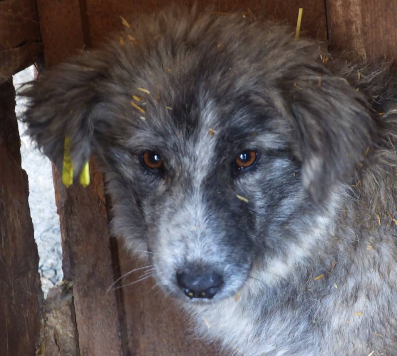 JASMIN, chiot mâle , né environ mai 2015 (Pascani)-REMEMBER ME LAND - adopté par Sandrine (dept 29) 12642610