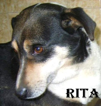 Rita femelle, taille moyenne de 7 ans (Alexandra) Rita1110