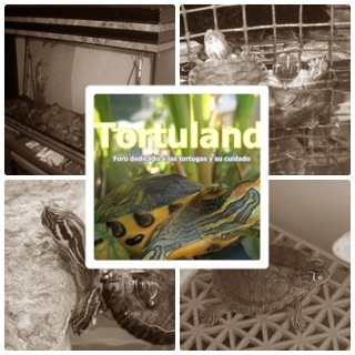 Tortuland- foro de tortugas Pajjjj10