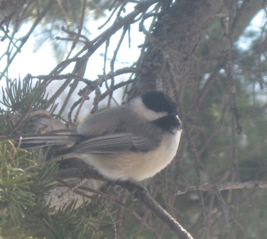 Encore besoin de vous pour identification oiseau Oiseau10