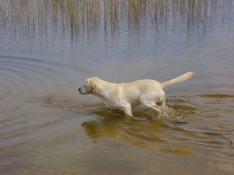 Concours photos "Nos chiens et l'eau..." - Page 2 06040912