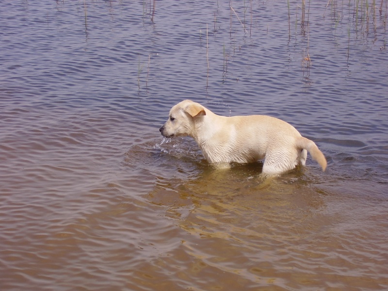 Concours photos "Nos chiens et l'eau..." - Page 4 06040913