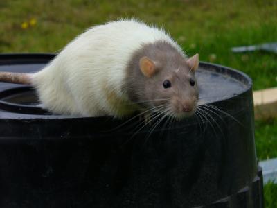 après les furets, présentation des rats <3 10432510