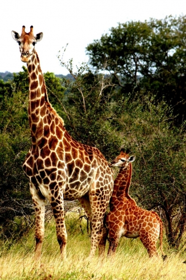 Les plus belles photos de la semaine Girafe10