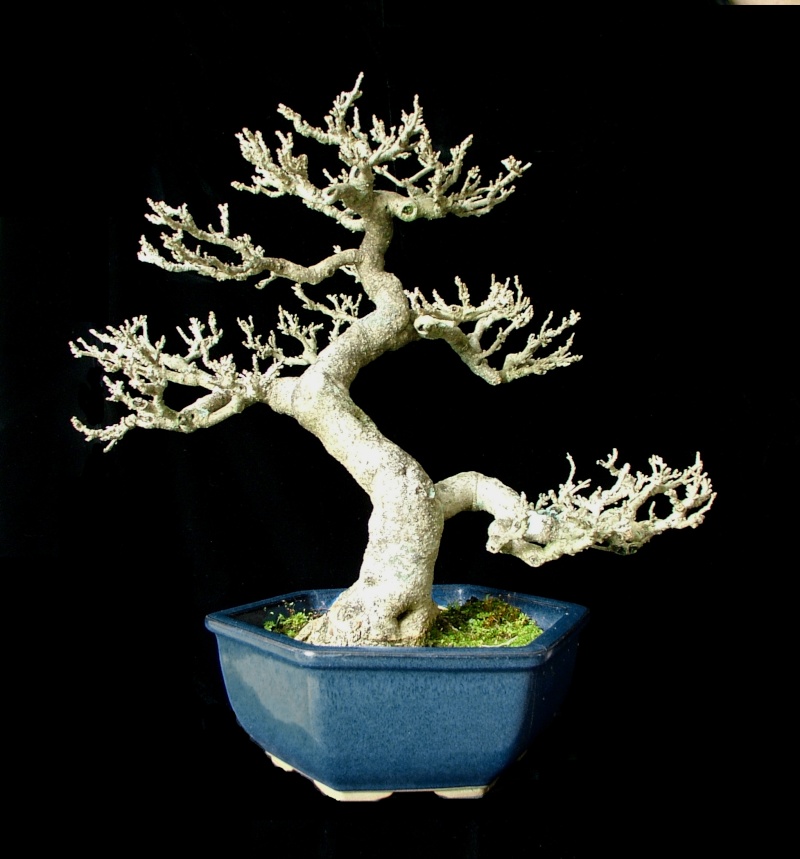 Gmelina hystrix - Indonesian flowering tree Gmelin11