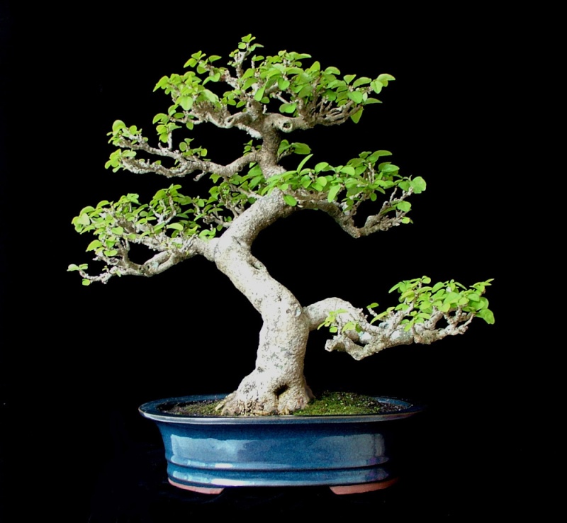 Gmelina hystrix - Indonesian flowering tree Gmelin17