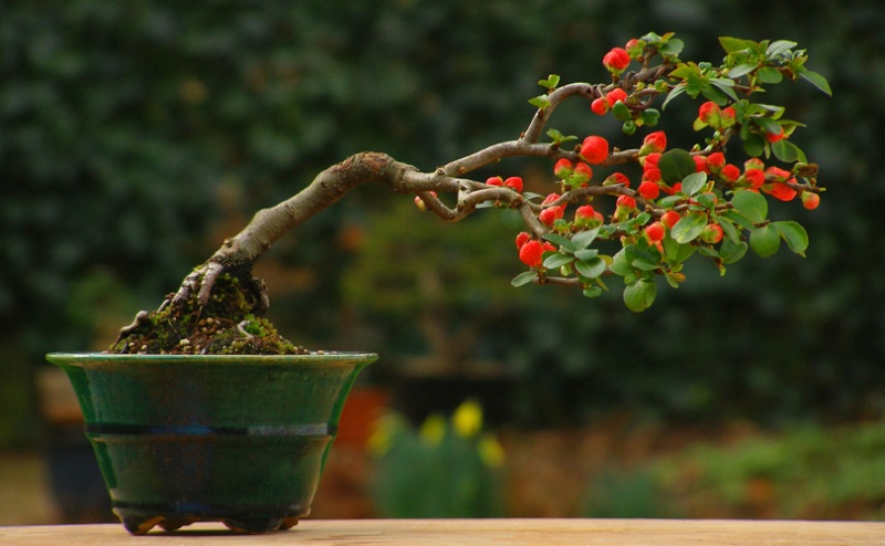 Flowering quince Chaeno10