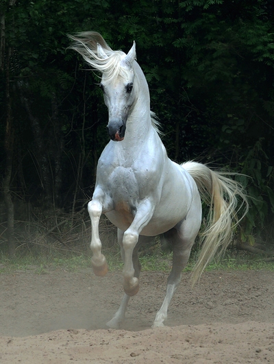 * Magnifiques photos de chevaux * Zspvpt10