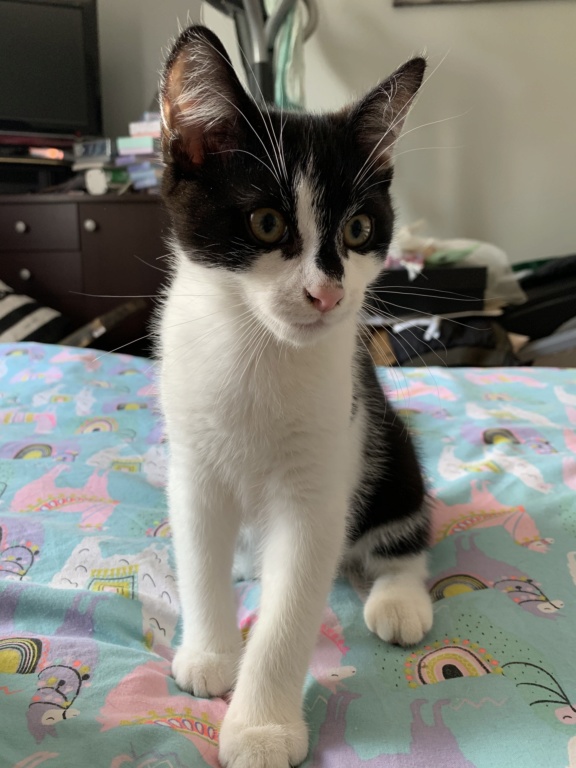 Valentin, chaton noir et blanc né le 3 mai 2019 0d5bd510