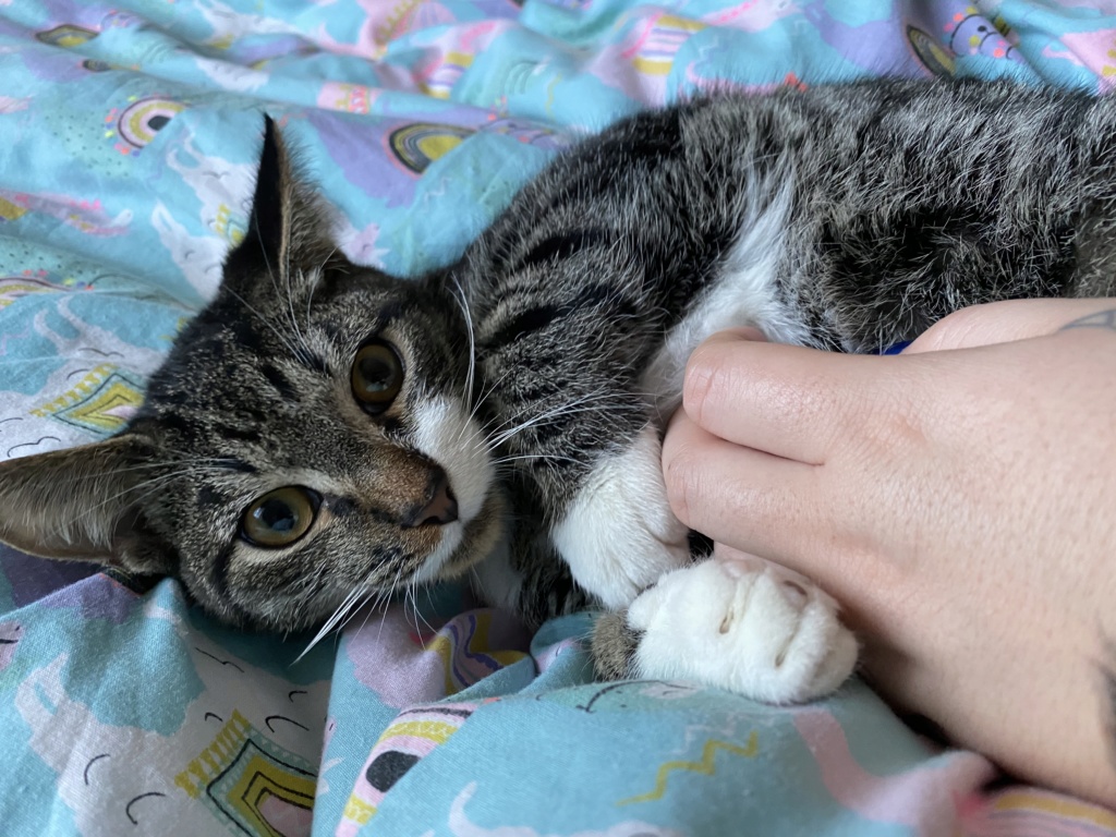 Roudoudou, chaton tigré né en mai 2019 6e060510