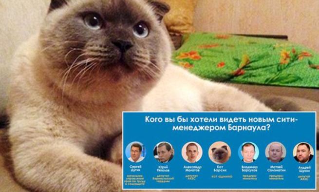Gatto siamese è candidato come sindaco in una cittadina russa C_4_ar29