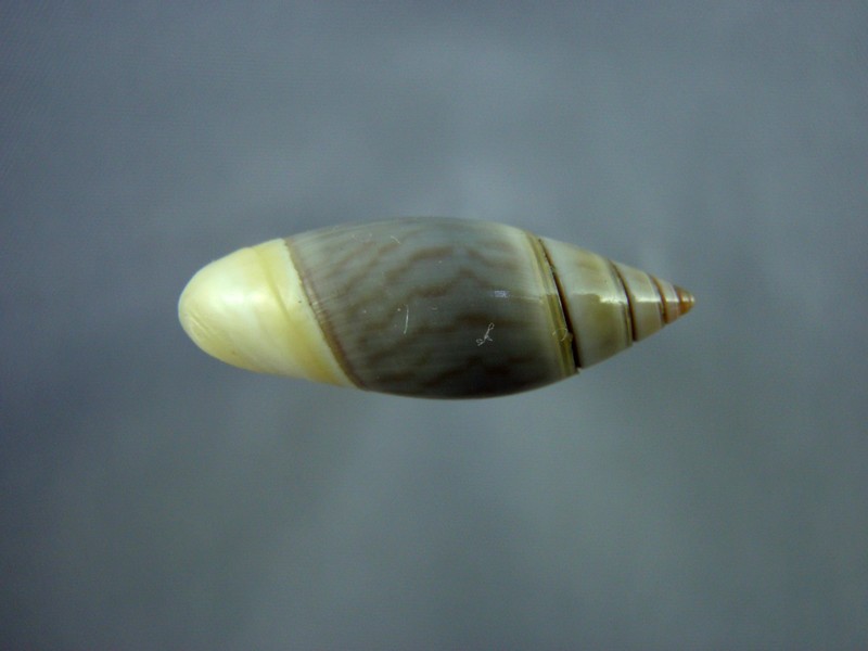 Olivella volutella (Lamarck, 1811) ou Lamprodoma volutella (Lamarck, 1811) Volute13