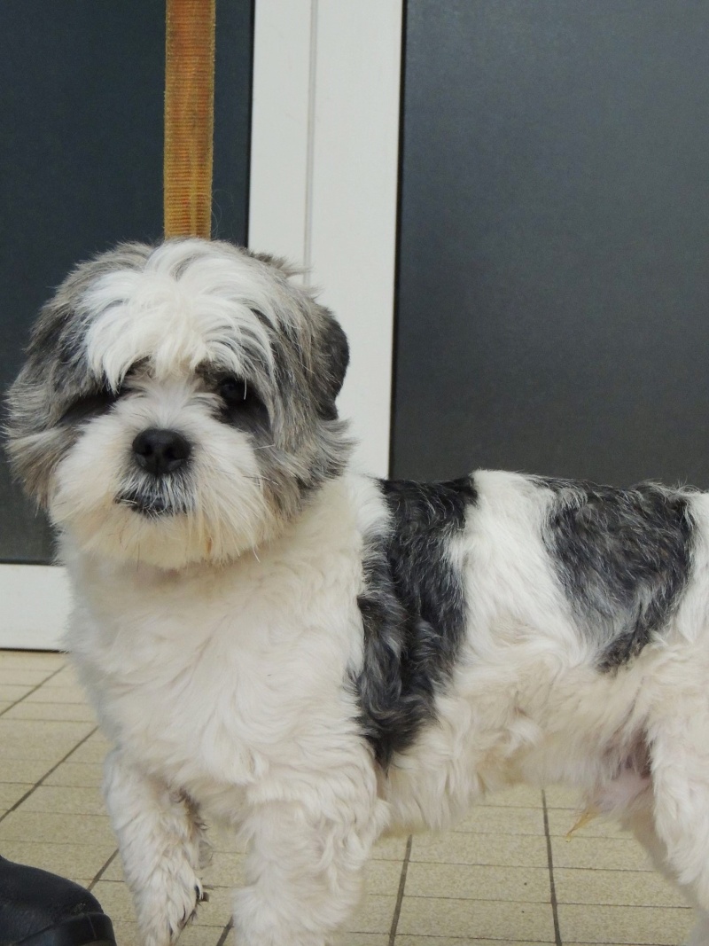 ISAK SHIH TZU M 2 ANS REFUGE BETHUNE 62