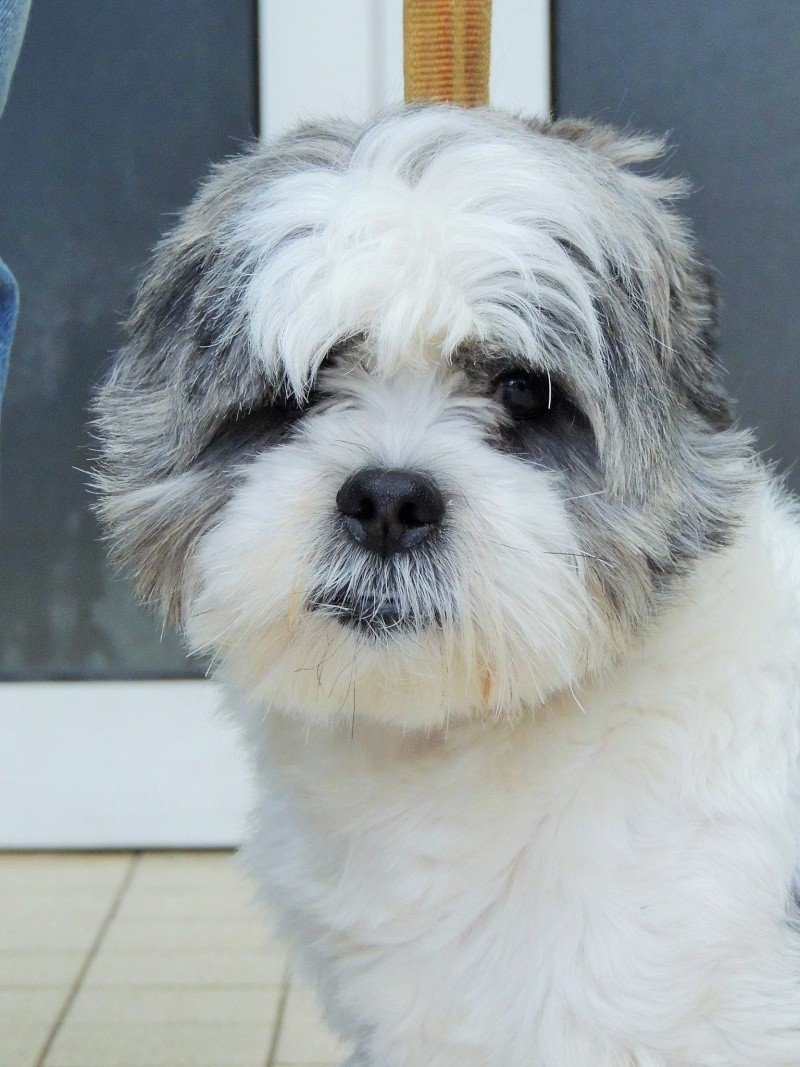 ISAK SHIH TZU M 2 ANS REFUGE BETHUNE 62