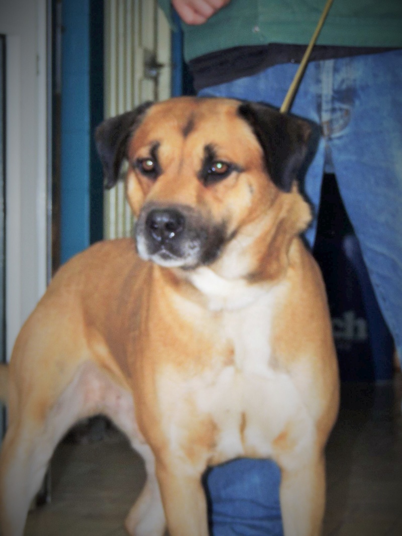 box 25 - IVAN - x labrador 2 ans - Les Loulous de Marie - Bethune (62) 12250511